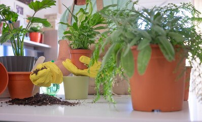 Senior caucasian woman gardening in casual clothes and protective gloves taking care of house plants, concept of home garden and hobby