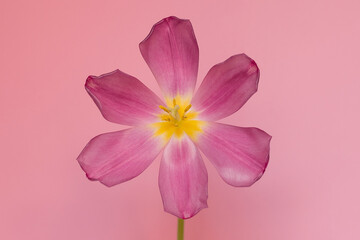 A budding tulip on a pink background. The concept of spring.