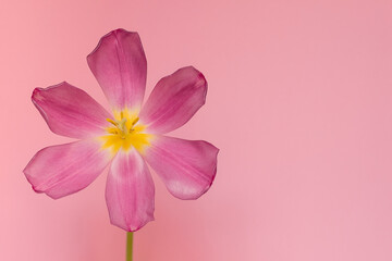 An open tulip flower on a pink background. The concept of spring.