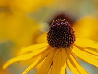 Rauher Sonnenhut (Rudbeckia hirta L.) oder Gewöhnlicher Sonnenhut (Rudbeckia fulgida Aiton). Aus der Familie der Asteraceae