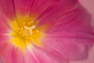 Tulip bud close-up on a pink background. The concept of spring.