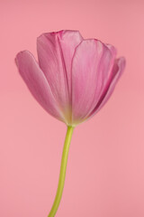 A pink tulip bud on a pink background.