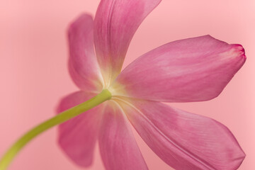 Obraz na płótnie Canvas Close-up of a pink tulip flower for background.