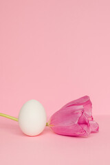 Easter white egg with a tulip on a pink background. The concept of Easter.