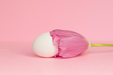 Easter white egg with a tulip on a pink background. The concept of Easter.