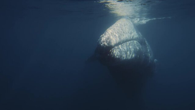 Underwater Gray Whale blows a fountain of Mexico water up and creates a rainbow. Beautiful endangered Grey whale diving down in deep green ocean waters. Slow motion 4K wildlife nature background
