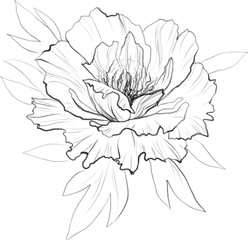 Peony flower line art, botanical line illustration, floral sketch