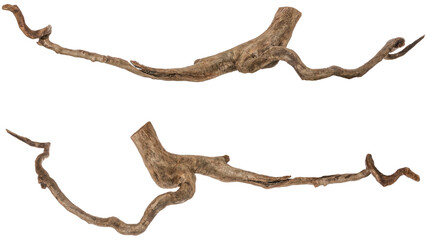 collection of a filigree piece of a root / trunk river wood, driftwood, natural wood, plant root, sera scaper root isolated on transparent background png image compositing footage alpha channel