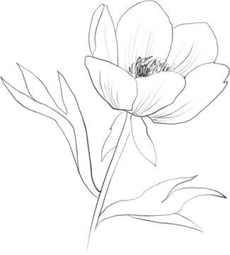 Peony flower line art, botanical line illustration, floral sketch