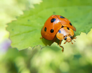 Macro photography of a large lady beetle sitting on the green leaf. Megalocaria dilatata, is a species of lady beetle. Ladybug in the forest