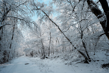Natur Wald im Schnee