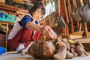 Elderly woman harvesting vegetables