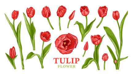 Set of hand drawn Spring red Tulip flowers. Vector illustration of plant elements for floral design. Colored sketch of realistic flowers isolated on a white background. Beautiful bouquet of red Tulips - 581748823