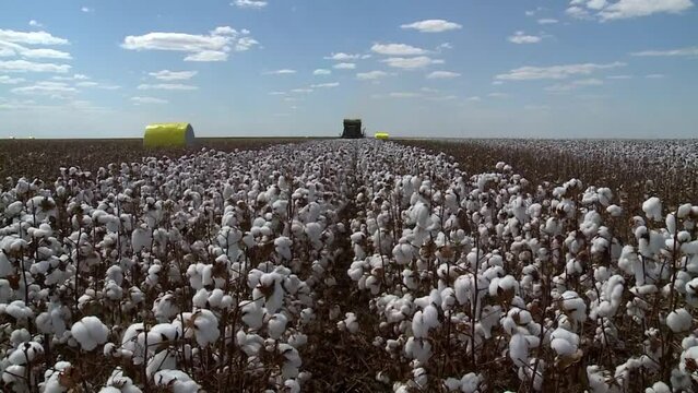 Zoom out revealing tractor harvesting cotton fiber in growing plantation field