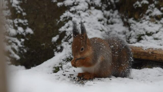 red squirrel eats a nut on white snow