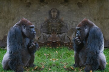 two western lowland gorilla sitting on the green grass and eating © fotomaster