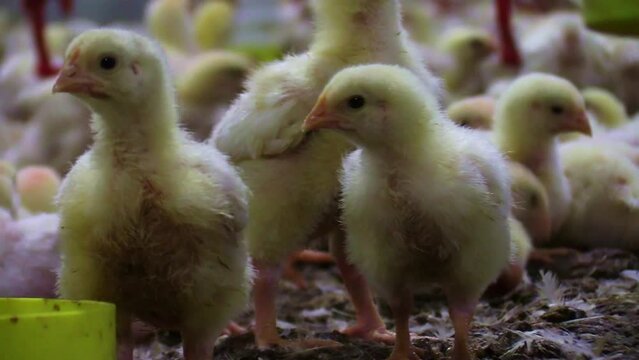 Close up of many newborn yellow chicks crammed walking among birds feces in poultry industrial house.