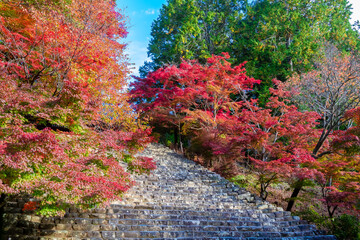 Fototapeta na wymiar 秋の京都・神護寺で見た、紅葉に包まれる石段と快晴の青空