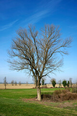 Obraz premium golena po