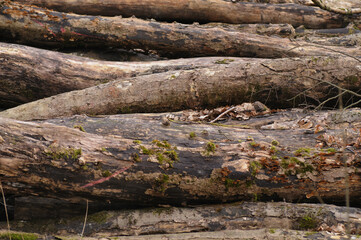 Fototapeta premium A pile of fallen logs in the forest. Selective focus.