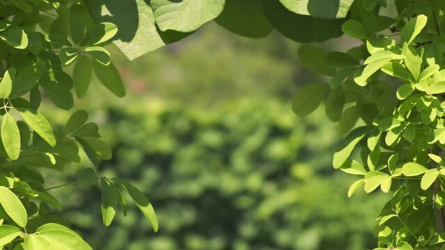 Close up, fresh green foliage, blurred natural background. Copy space for text. 4k ecology environment. Green leaf branch in garden, forest, park nature. Plant leaves in sunny summer. Clean spring
