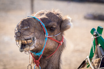 Close up of a camel. Camel caravan tour in the dunes of Maspalomas, Gran Canaria, Canary Islands.