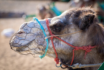 Close up of a camel. Camel caravan tour in the dunes of Maspalomas, Gran Canaria, Canary Islands.