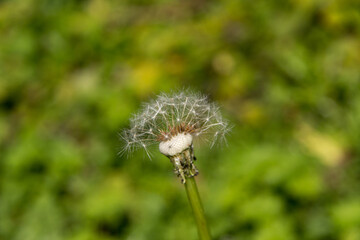 Dry dandelion closeup in green background in spring