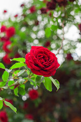 Red rose in garden