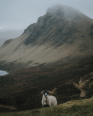 Sheep in the Mountains