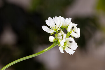 The flower of a Venus flytrap (Dionaea muscipula). Close up on the inflorescence of this carnivorous plant.