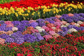 Flowers with beautiful colorful red roses poinsettias cinerarias daffodils tight together in blooming outdoor garden - China