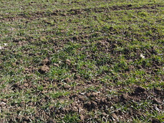 Field in early spring, close-up of the ground