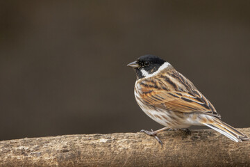 Reed Bunting