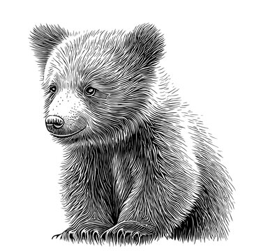Hand Drawn Baby Bear Cub Sketch Stock Illustration 1958831353  Shutterstock