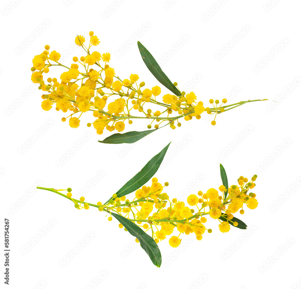 Aufkleber mimosa branch isolated on transparent background.