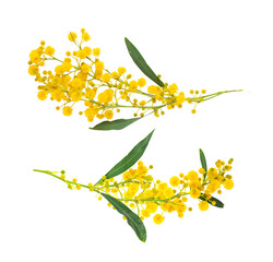 Mimosa branch isolated on transparent background.