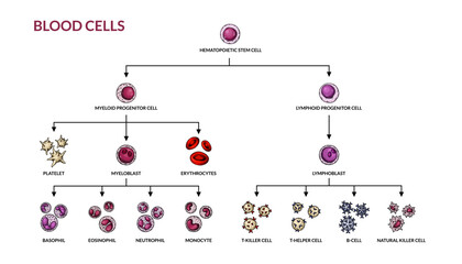 Hematopoiesis diagram. Human blood cells types with names. Scientific microbiology vector illustration in sketch style. blood cellular components formation
