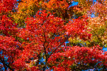 秋の京都・将軍塚青龍殿で見た、真っ赤な紅葉と背景の青空