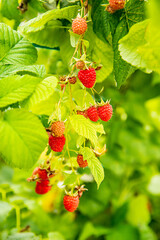 fresh organic raw raspberries growing and heady for picking at the farm, pick your own, summer harvest