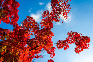 秋の京都・将軍塚青龍殿で見た、入り口横の真っ赤な紅葉と快晴の青空