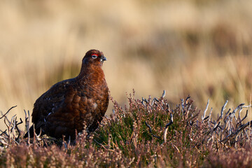 Red Grouse (Lagopus lagopus) on a grouse moor in the highlands of Scotland, United Kingdom. 