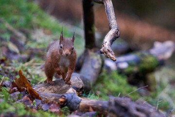 Red Squirrel (Sciurus vulgaris) running and jumping over a woodland floor during winter in the highlands of Scotland, United Kingdom.