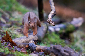 Red Squirrel (Sciurus vulgaris) running and jumping over a woodland floor during winter in the highlands of Scotland, United Kingdom.