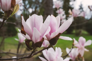 Magnolia soulangeana or saucer magnolia hybrid flowering plant in  family Magnoliaceae