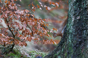 Red Squirrel (Sciurus vulgaris) in woodland during winter in the highlands of Scotland, United Kingdom.