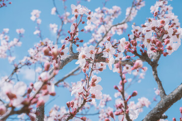 Pink spring cherry flowers branch in garden