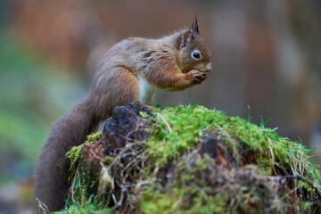 Naklejka na ściany i meble Red Squirrel (Sciurus vulgaris) eating a nut in woodland during winter in the highlands of Scotland, United Kingdom.