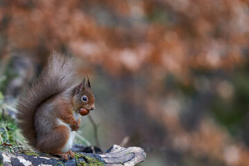 Red Squirrel (Sciurus vulgaris) eating a nut in woodland during winter in the highlands of Scotland, United Kingdom.