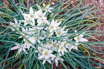 Ornithogalum umbellatum or exscapum garden star of Bethlehem perennial herbaceous bulbous flowering...